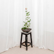 Blomst på krakk foran gardiner